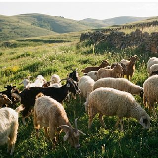 Goat and sheep rearing