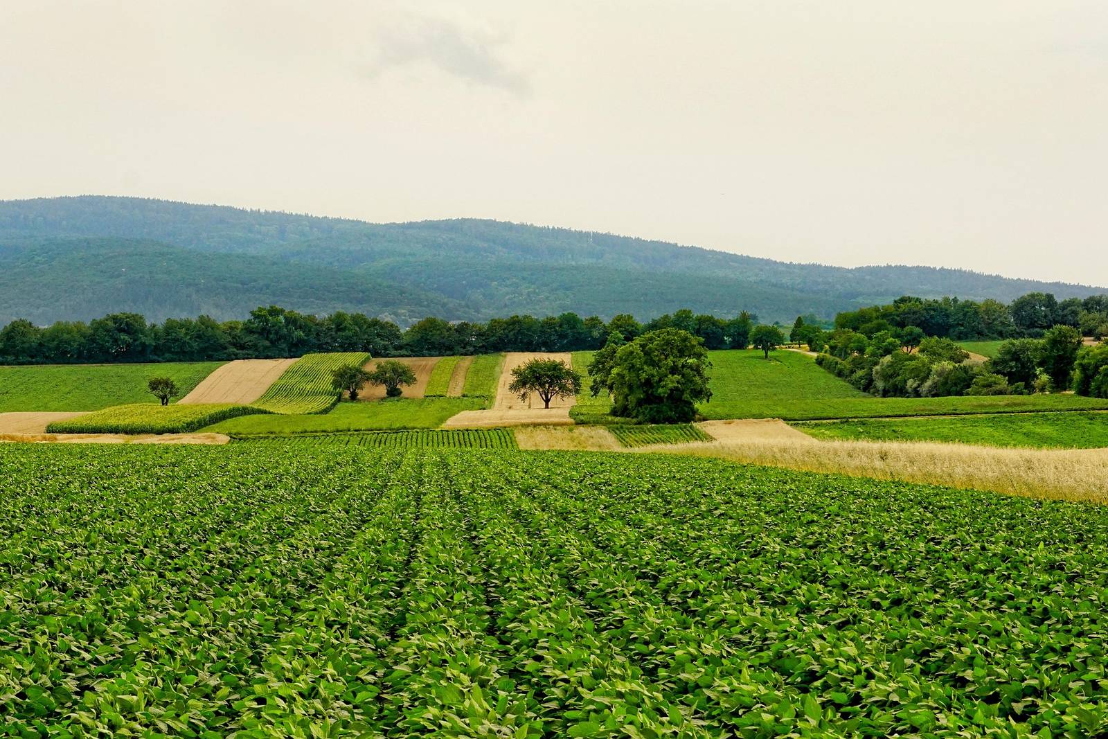 Patchwork of green and golden farm plots rolling towards wooded hills