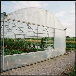 Polyhouse farming