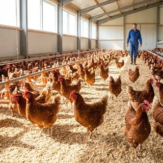 Poultry
